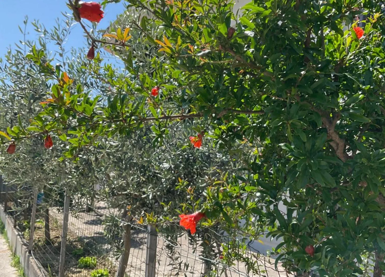 Villa Pomegranate Vlora Albánia